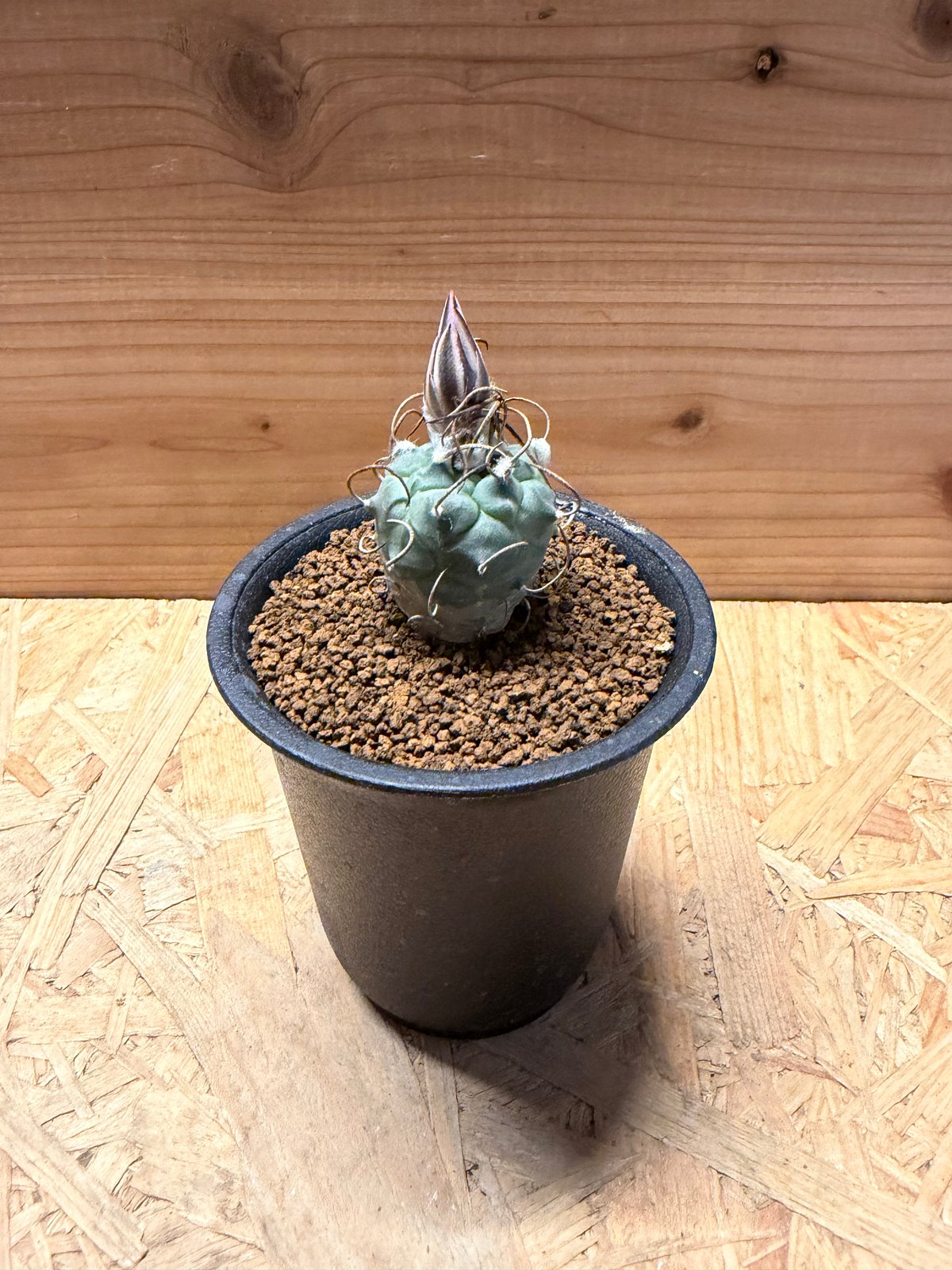 ツルビニカルプス 鳥城丸 赤花 | GREEN LUCK