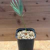 フィロデンドロン シャロニアエ | GREEN LUCK