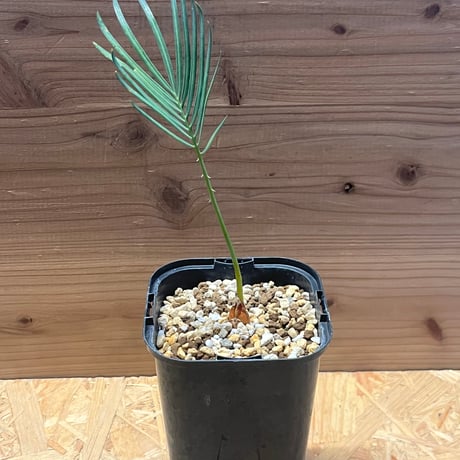 サイカスカイルンシアナ | STORES