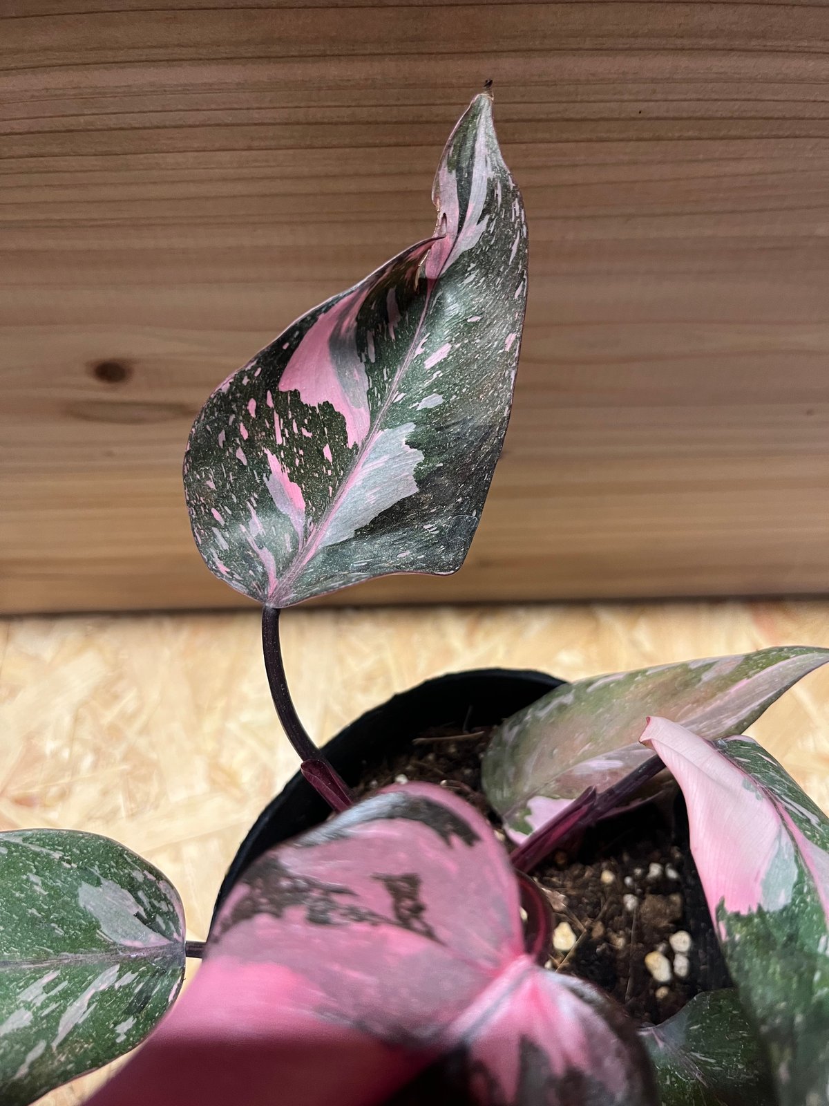 ［現品］【希少】フィロデンドロン　ピンクプリンセス　ギャラクシー　7号　微斑 現品］【希少】フィロデンドロン ピンクプリンセス ギャラクシー 7号