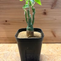 アデニア　ケラマンサス
