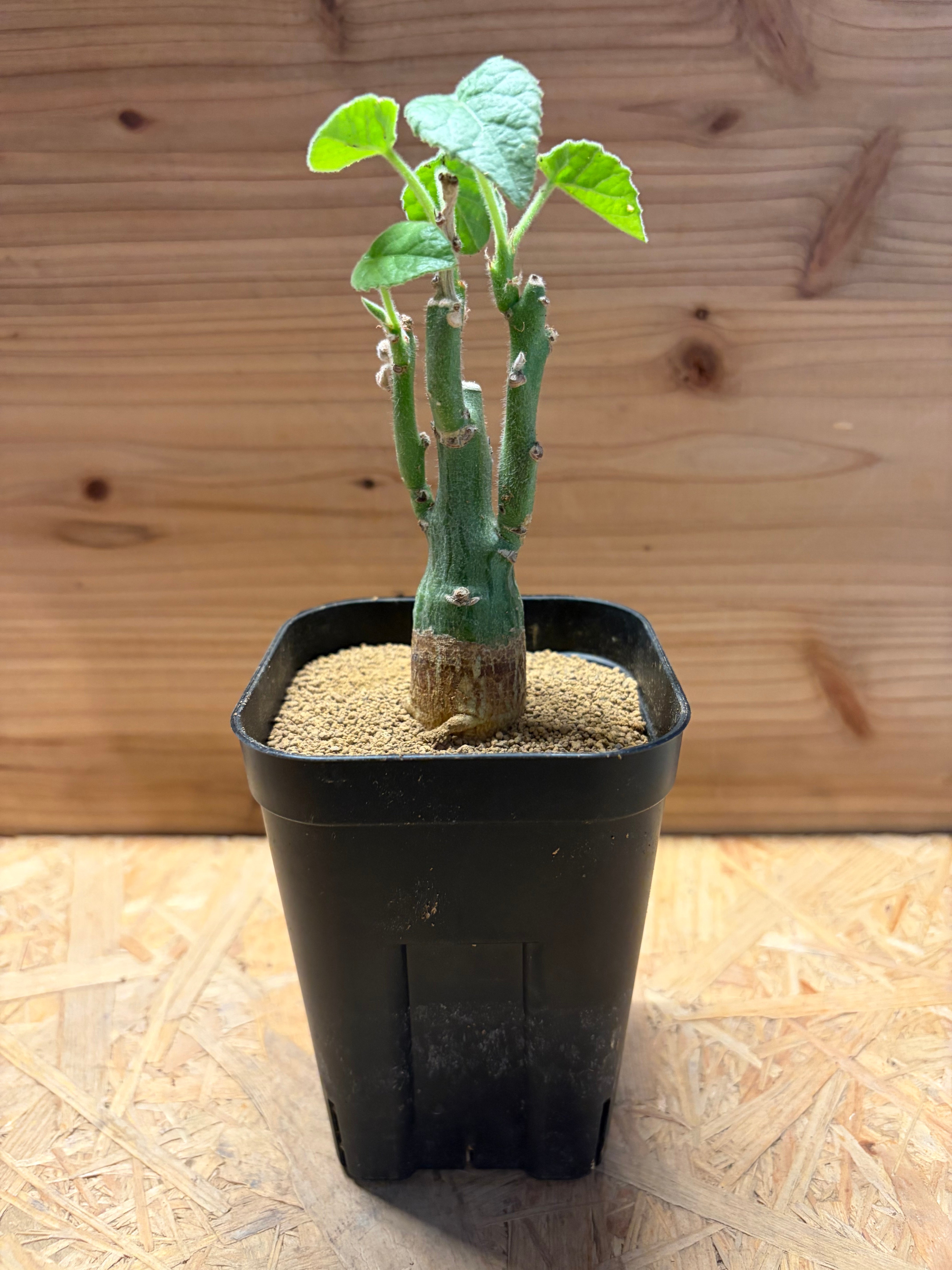 塊根植物 コーデックス アデニア　ケラマンサス　中 original