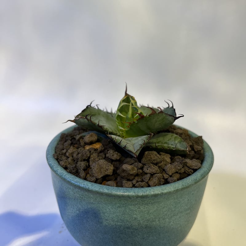 アガベ チタノタ ブラック&ブルー×伝市鉢 | GREEN LUCK