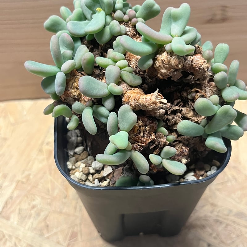 ケラリア　ピグマエア　（大谷石　鉢付き） ケラリアピグマエア（大谷石鉢付き）