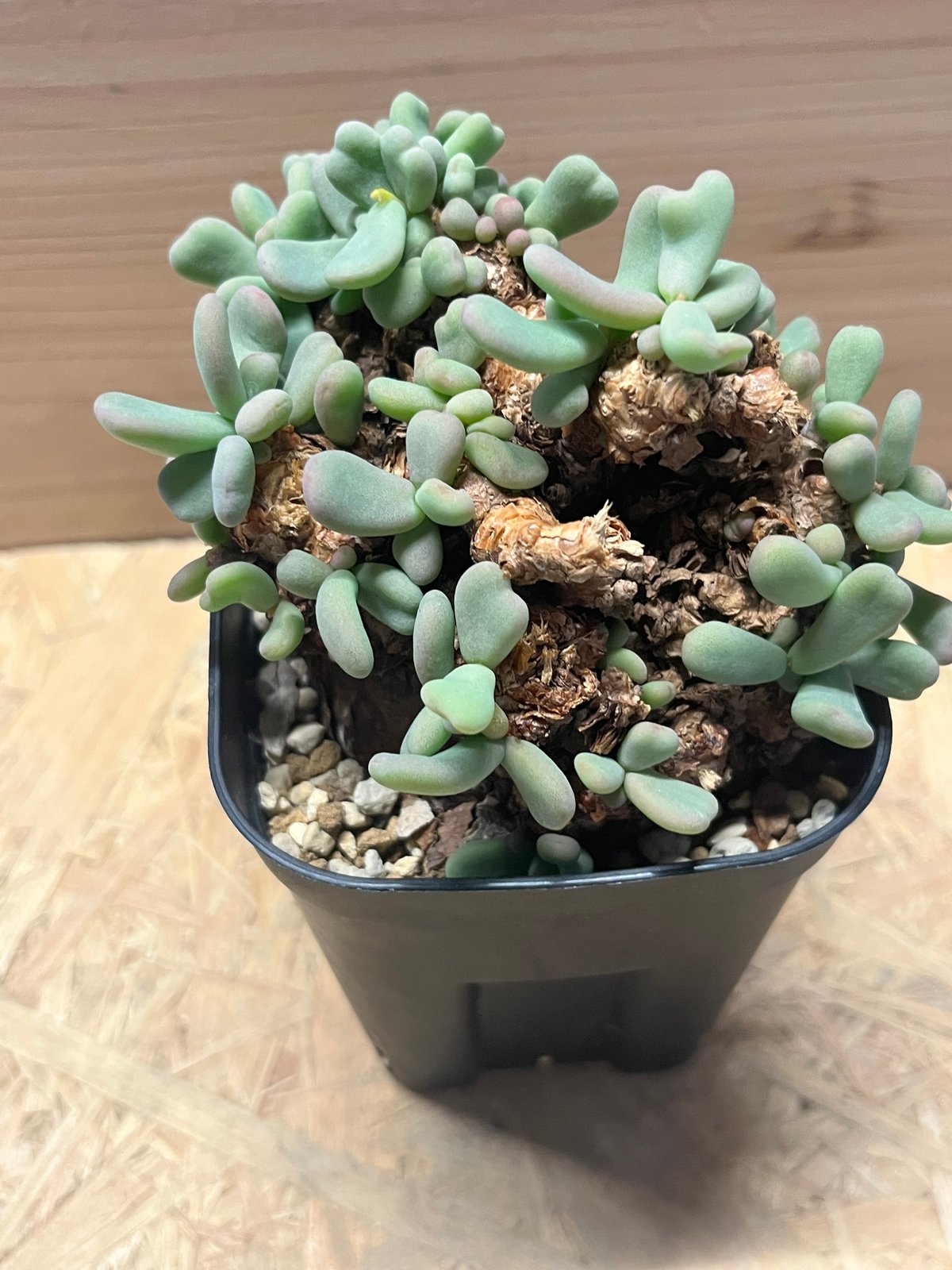 ケラリア ピグマエア | GREEN LUCK