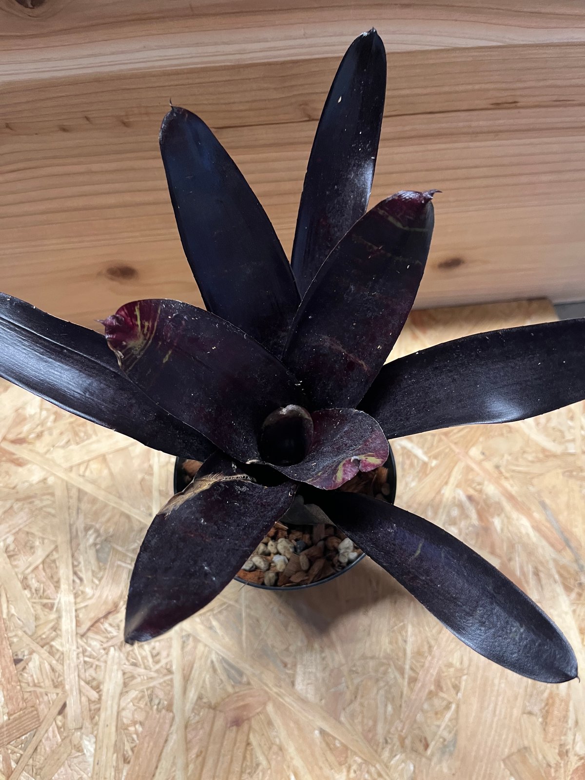 ネオレゲリア　ウィルソニアナ　ブラックフォーム　希少種 ネオレゲリア ウィルソニアナ ブラックフォーム 希少種