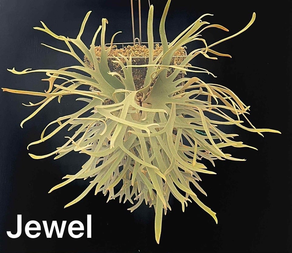 ビカクシダ ウィリンキージュエル fit=scale-down,w=1200