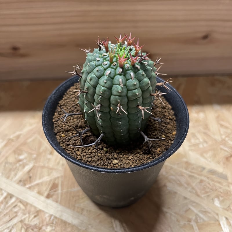 ユーフォルビア 群星冠 | GREEN LUCK