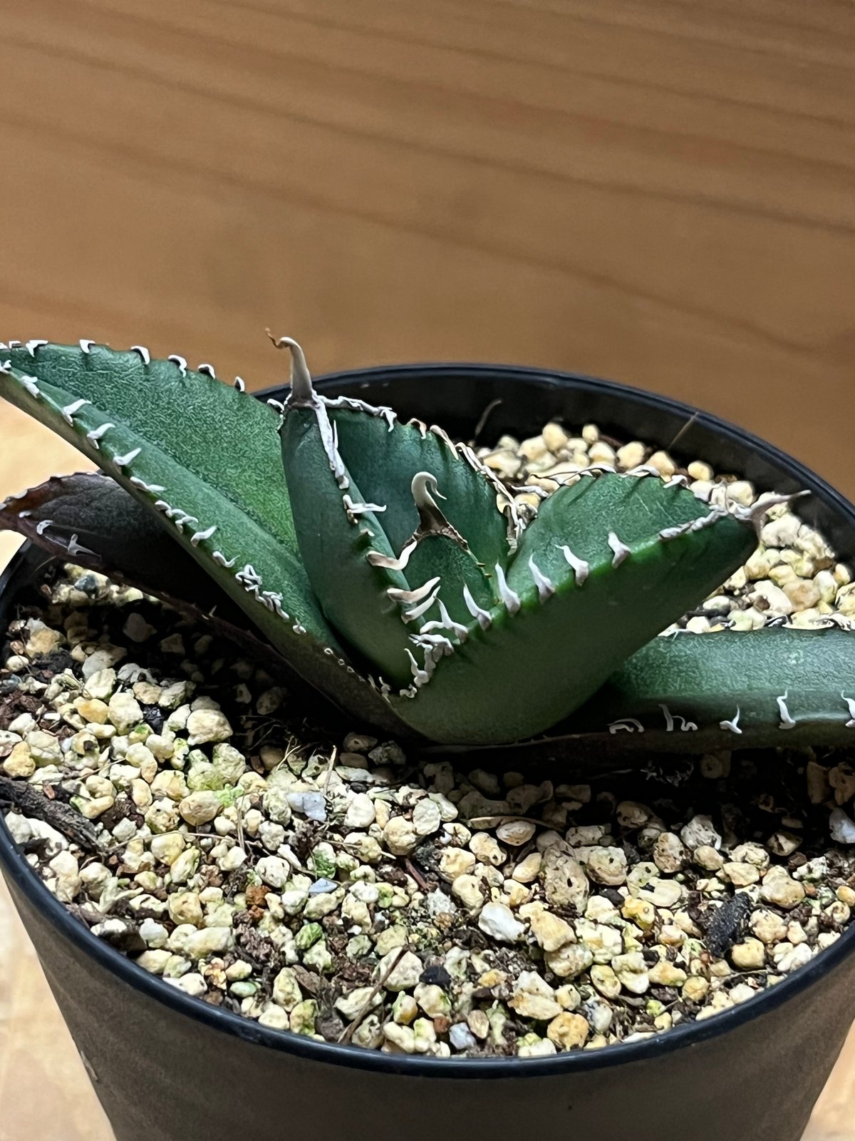 アガベ チタノタ 南アフリカダイヤモンド SADメリクロン | GREEN LUCK