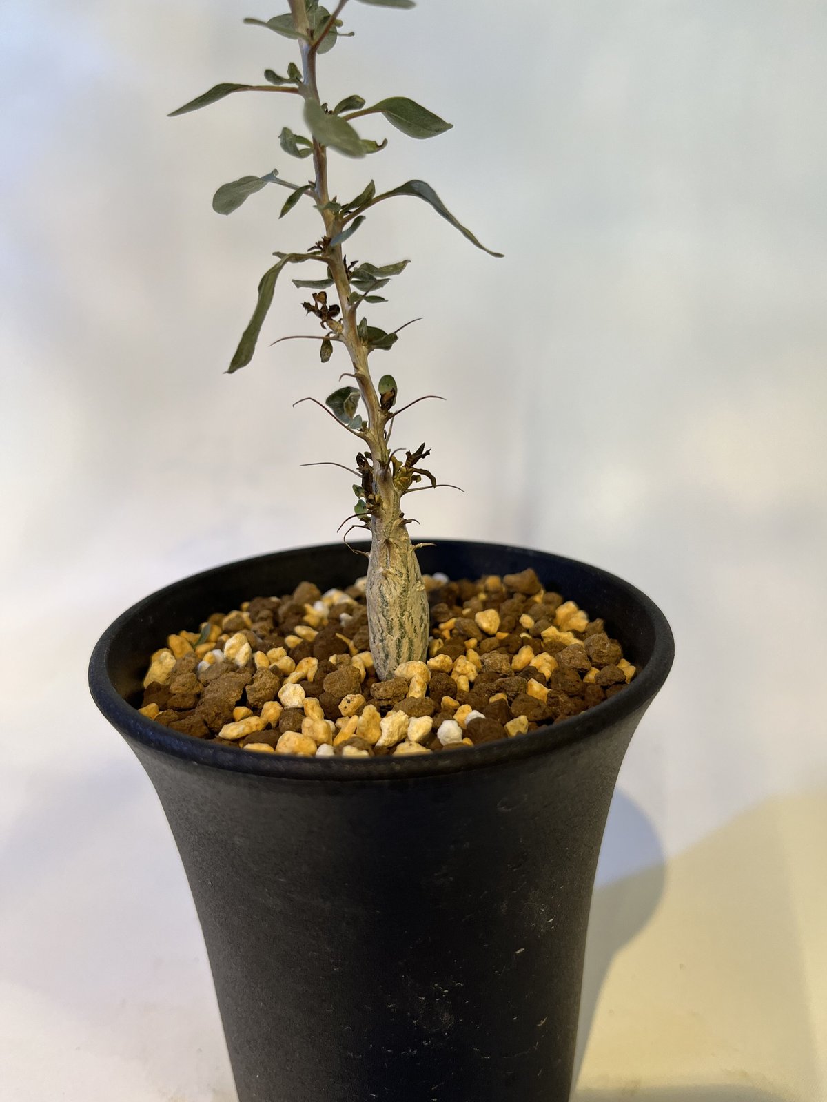 b*5様 メキシコソノラ砂漠原産フォークイエリアコルムナリス b*5様 メキシコソノラ砂漠原産フォークイエリアコルムナリス フォーク