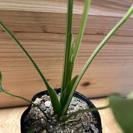 斑入りモンステラ　イエローモンスター