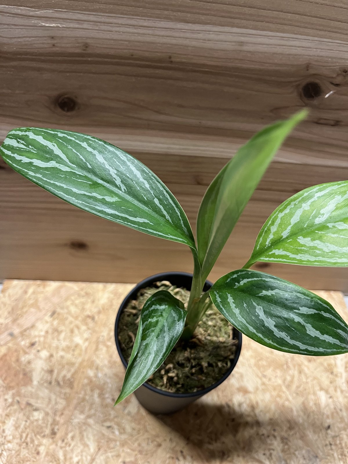 アグラオネマ ニティドゥム カーティシー | GREEN LUCK