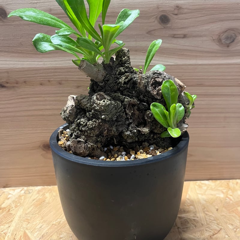 クサトベラ | GREEN LUCK