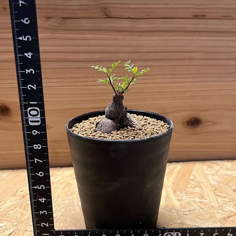 オペルクリカリア パキプス 根差し | GREEN LUCK