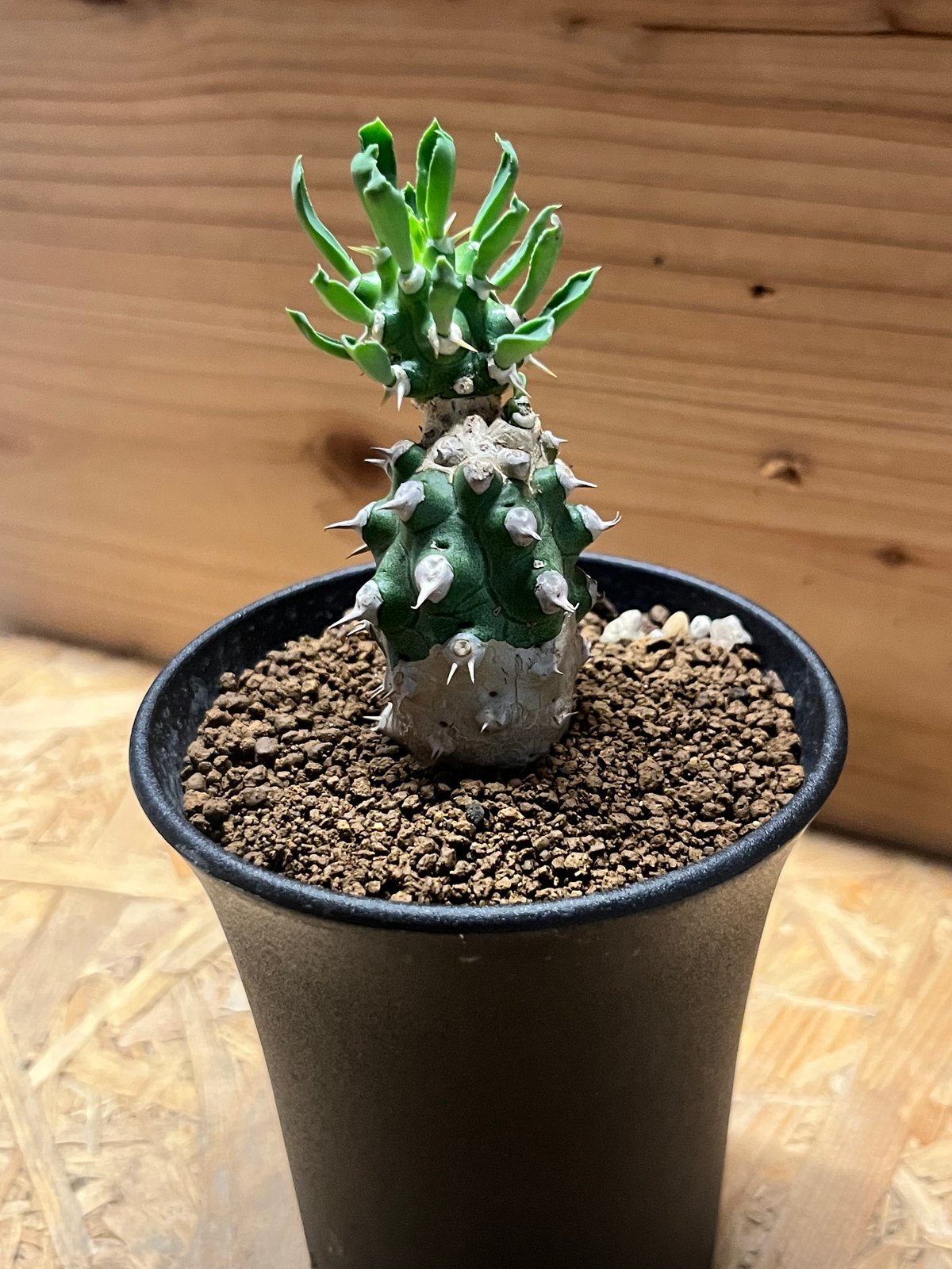 ユーフォルビア cv.トム | GREEN LUCK