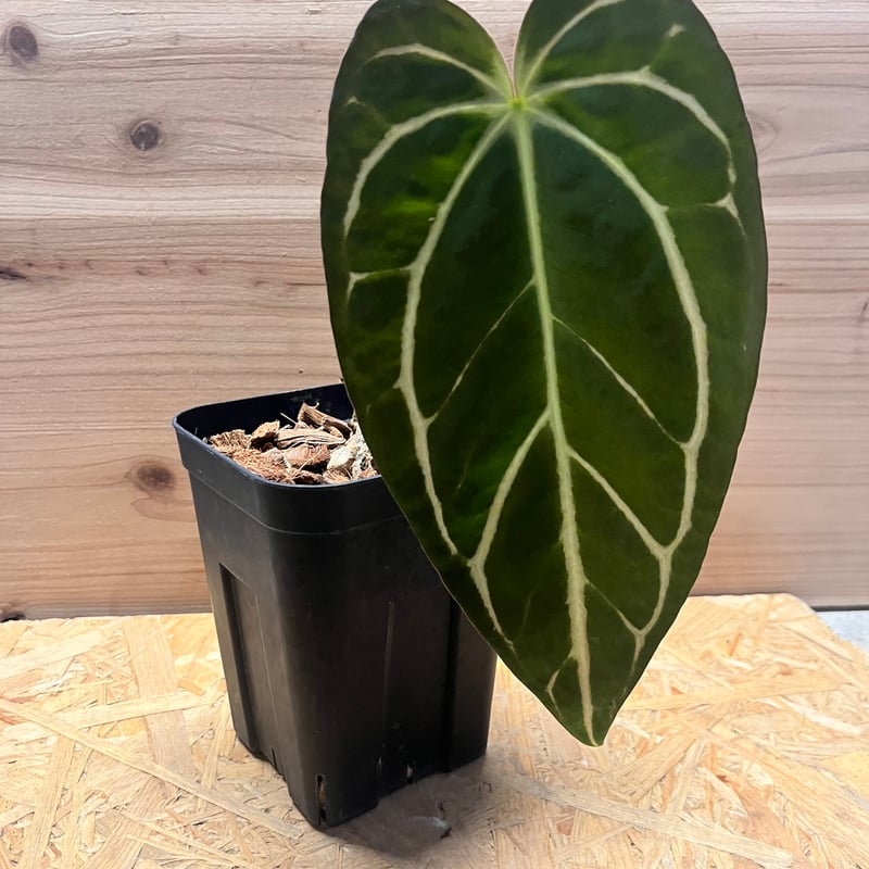 アンスリウム　カーラブラッキー 【コレクション放出】 アンスリウム カーラブラッキー 【コレクション放出