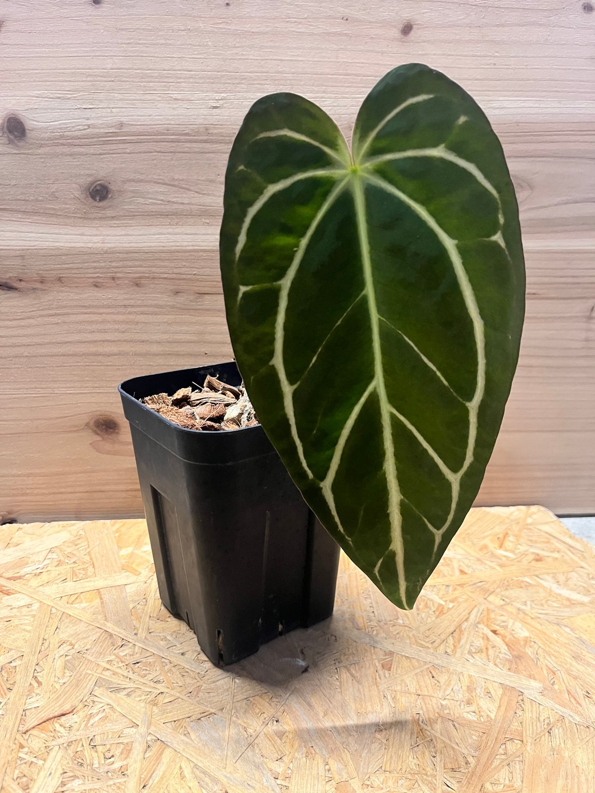 アンスリウム　カーラブラッキー アンスリウム カーラブラッキー ワイルド | GREEN LUCK