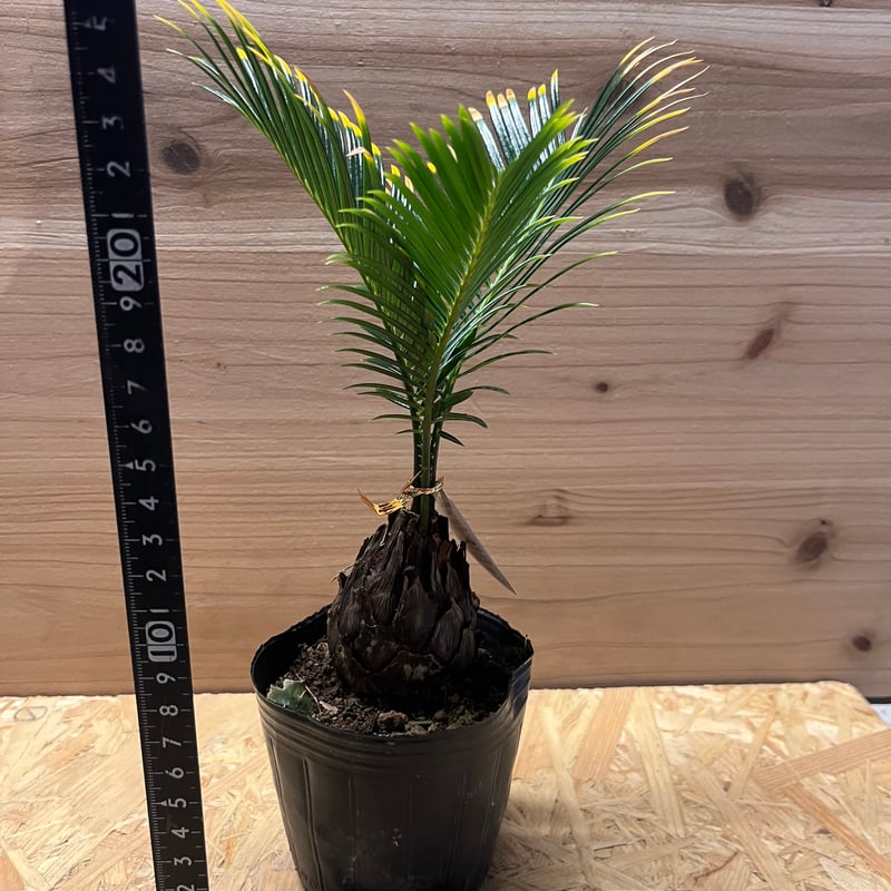 金環ソテツ | GREEN LUCK