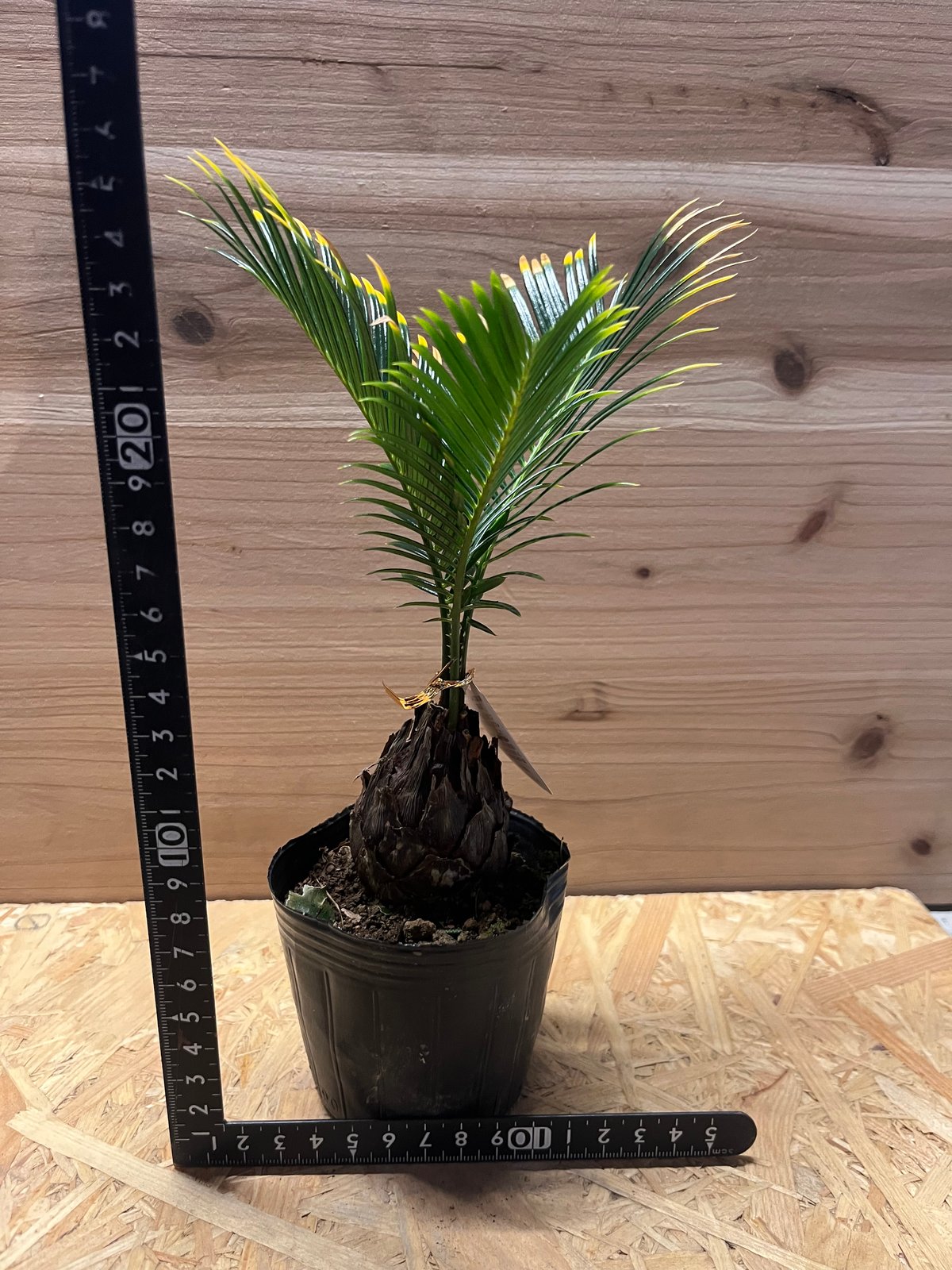 金環ソテツ | GREEN LUCK