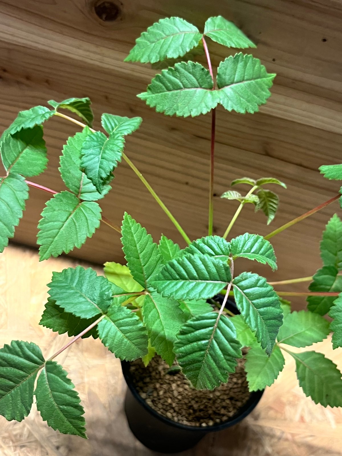 ベイセリア メキシカーナ | GREEN LUCK