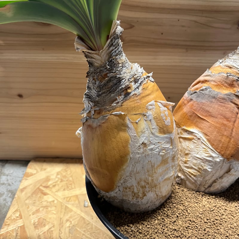 ブーファン ハエマンソイデス | GREEN LUCK