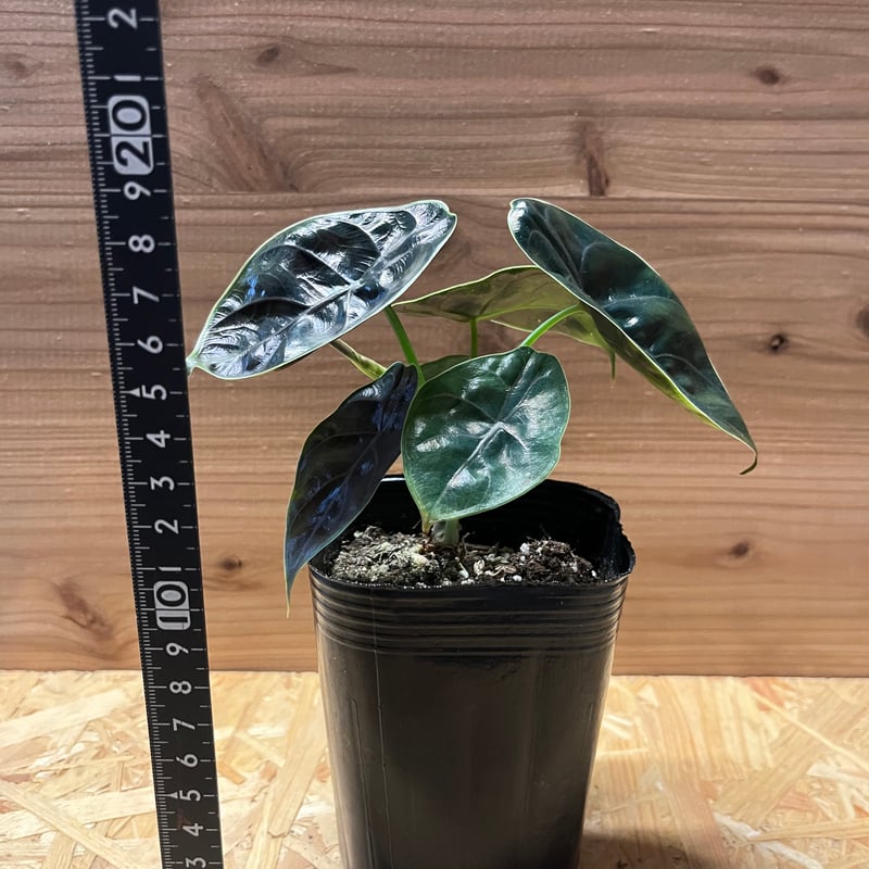 アロカシア アズラニー | GREEN LUCK