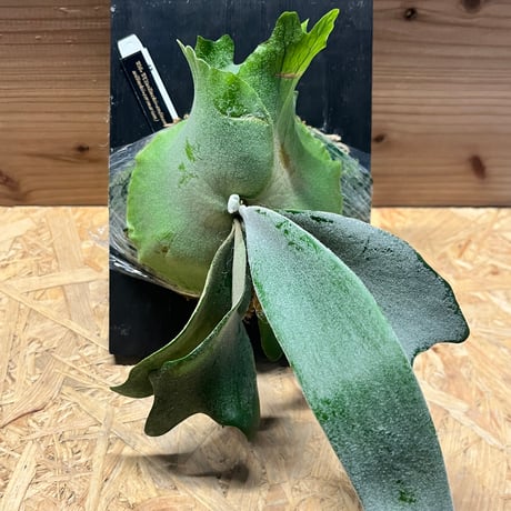 ビカクシダ | STORES