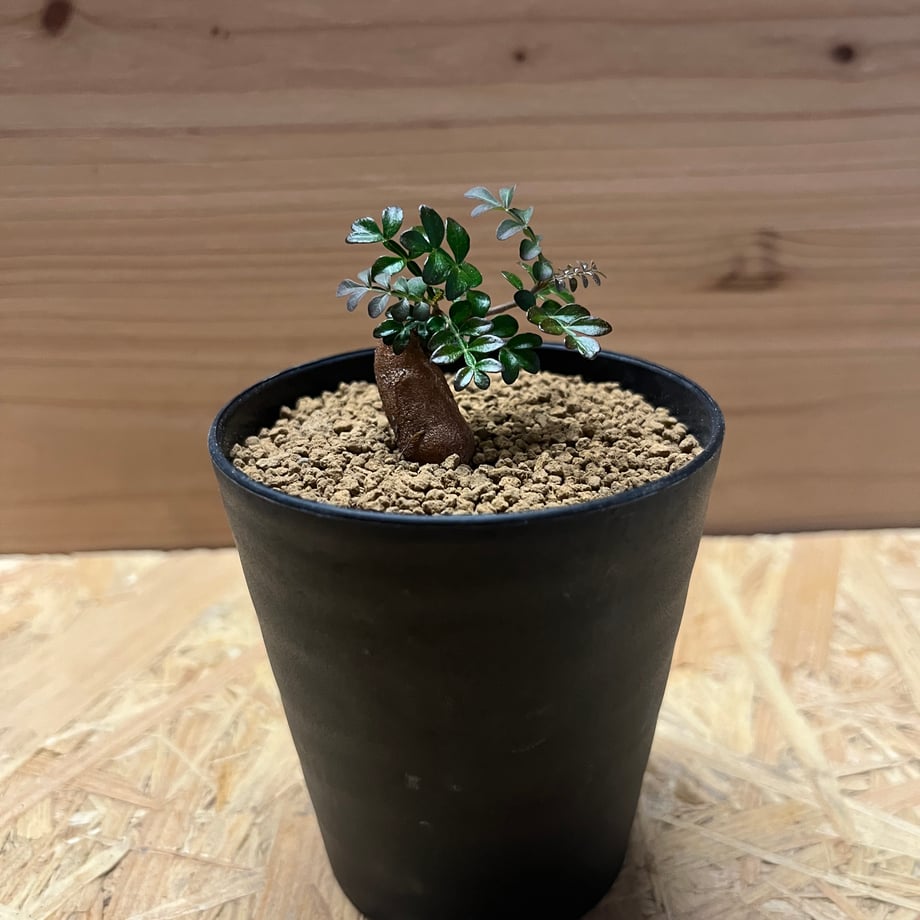 66ab2e9cb9d16e00cfe73613