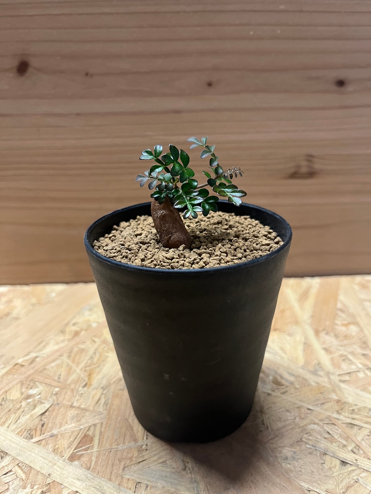 パキプス　根差し (発根済み3年) オペルクリカリア パキプス 根差し | GREEN LUCK