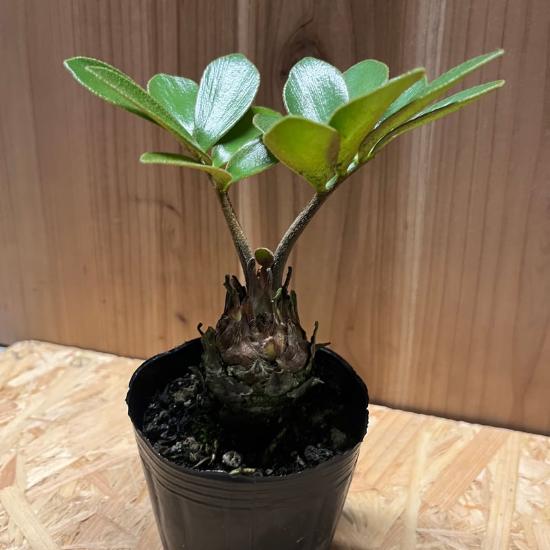 ザミア・フルフラケア（メキシコソテツ） 美株 希少種 観葉植物 観葉植物 メキシコ ソテツ | まるで翼のようなザミア