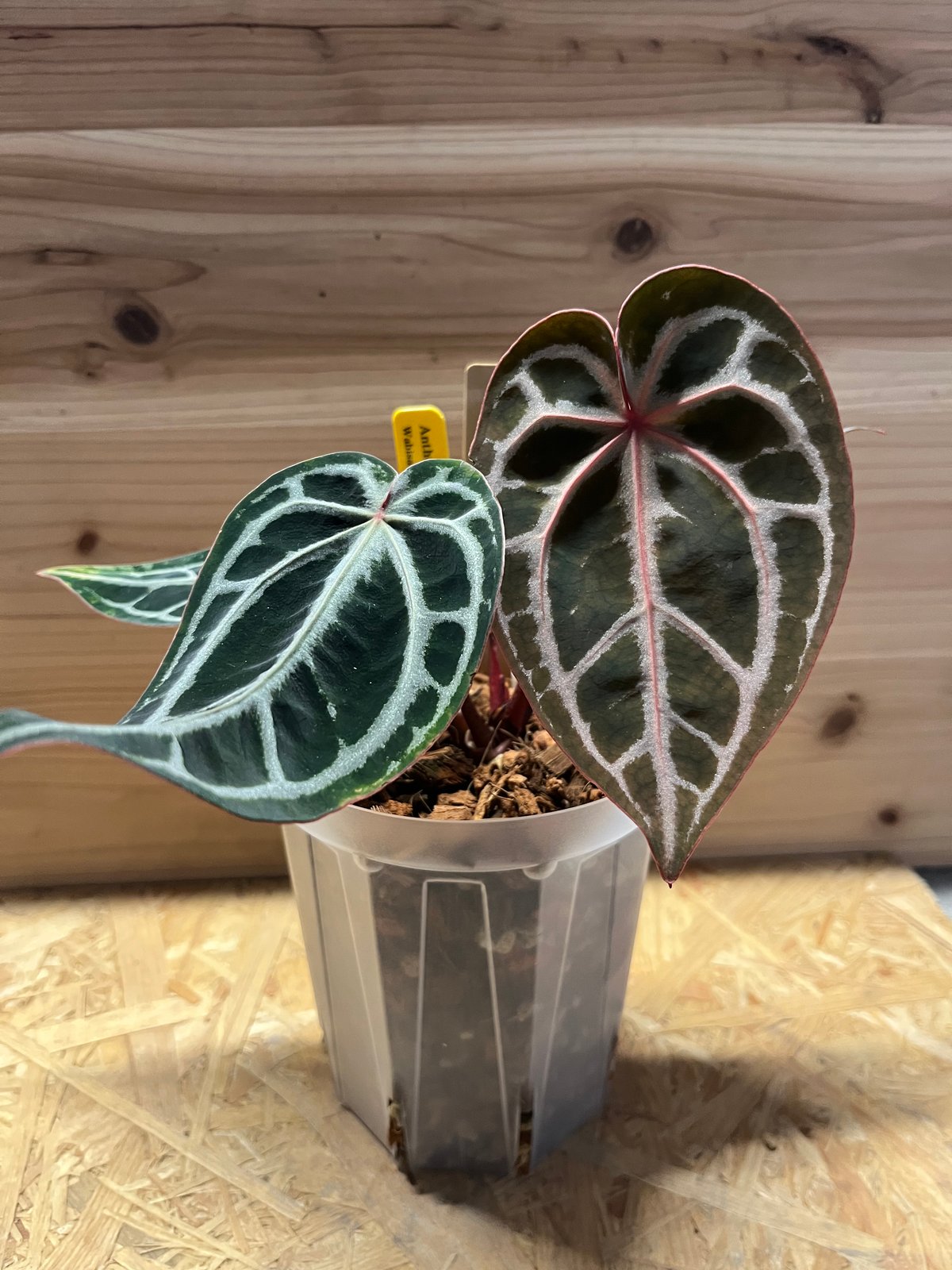 アンスリウム スカーレット | GREEN LUCK