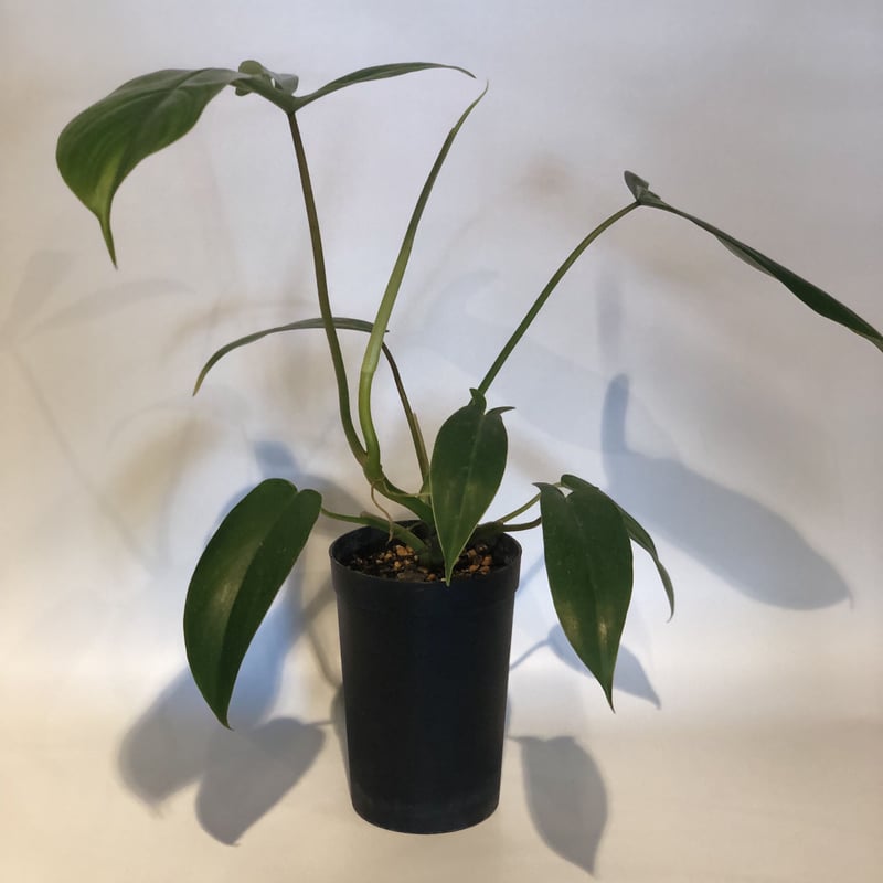 フィロデンドロン 69686 | GREEN LUCK