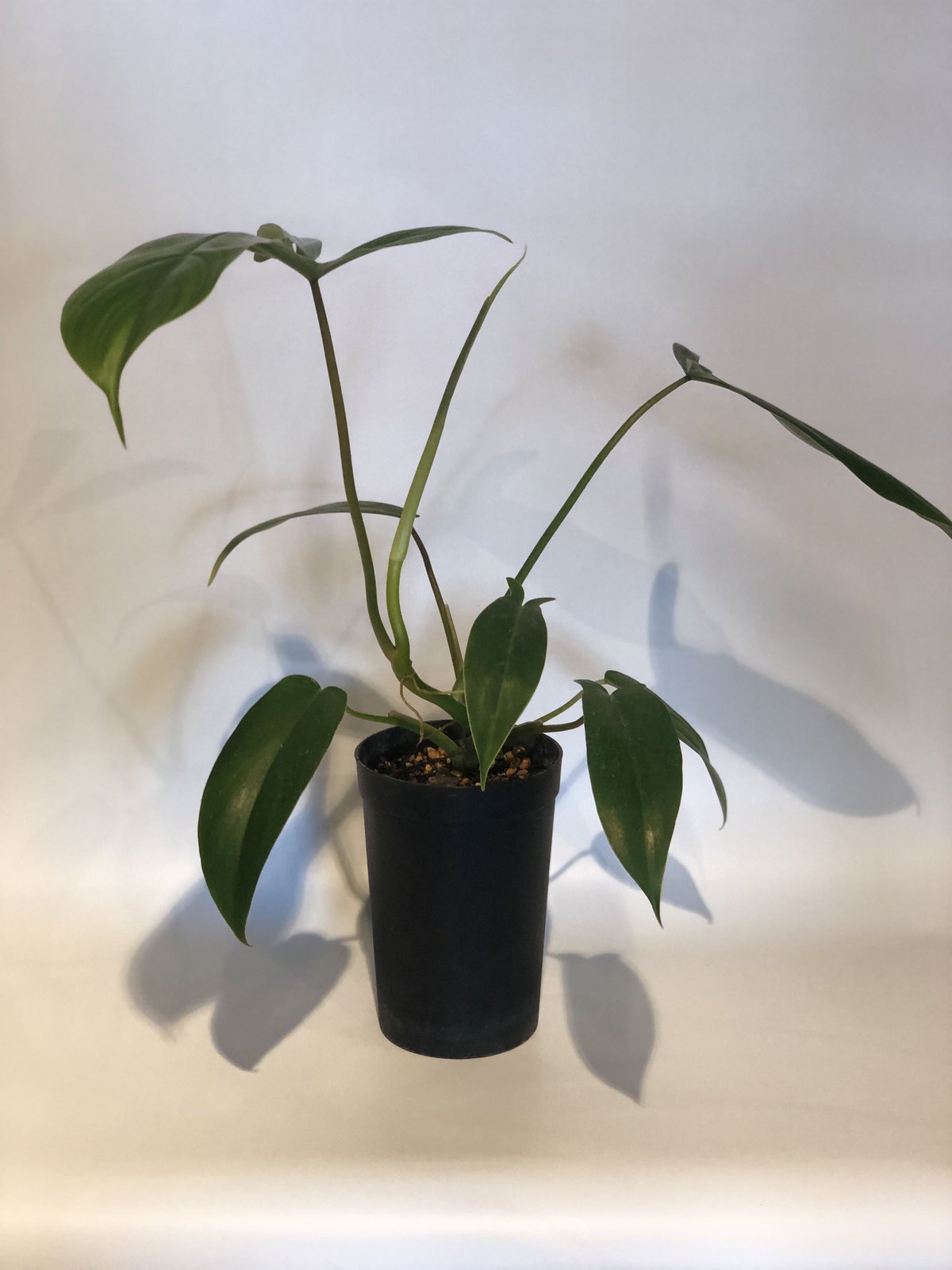 たにさん フィロデンドロン 69686 | GREEN LUCK