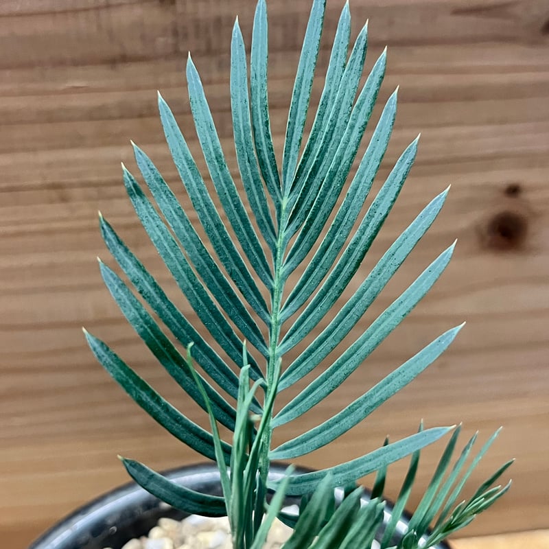 サイカス クピダ | GREEN LUCK