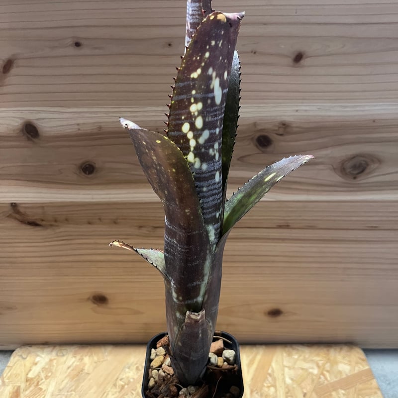 ビルベルギア ミッドナイトサン | GREEN LUCK