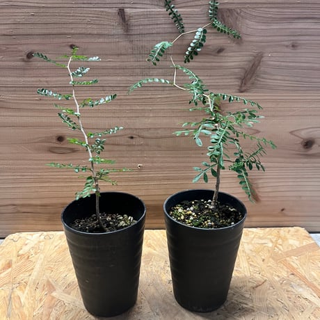 オペルクリカリア | STORES