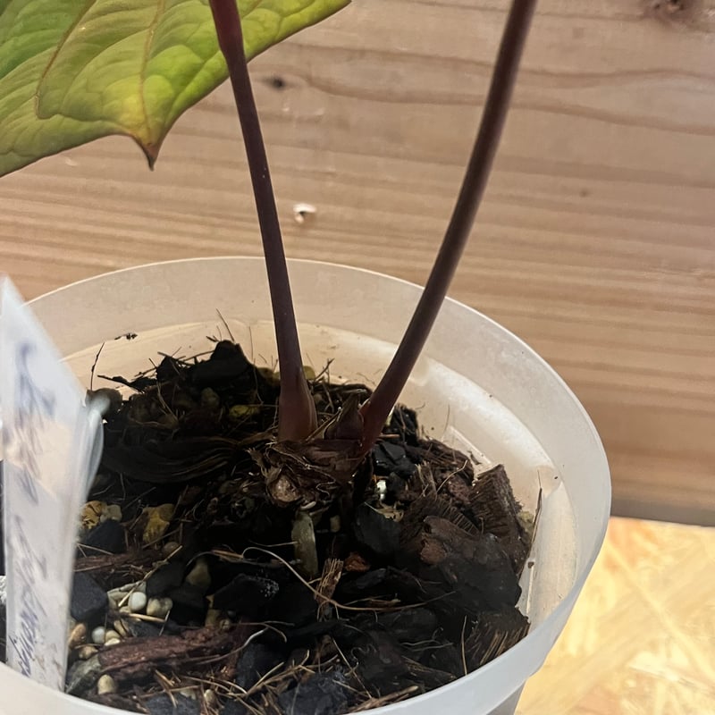 アンスリウム 'レッドベインダークフェニックス' OC | GREEN LUCK