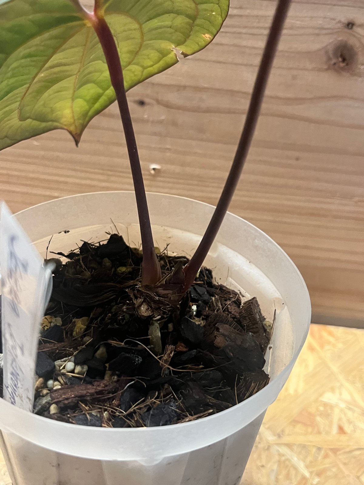 アンスリウム 'レッドベインダークフェニックス' OC | GREEN LUCK