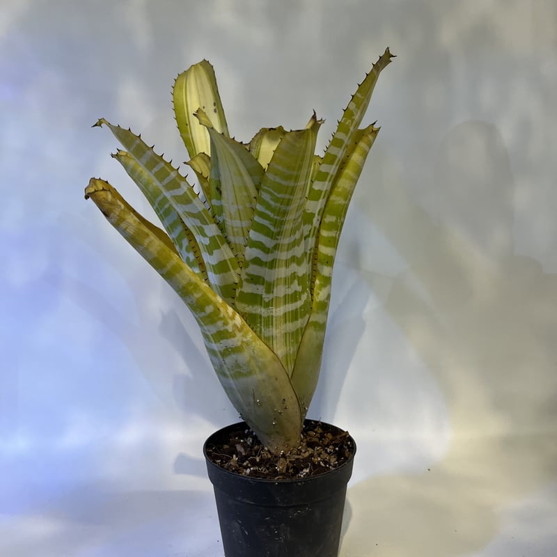 永山様専用エクメア チャンティニー ヤマモト | GREEN LUCK