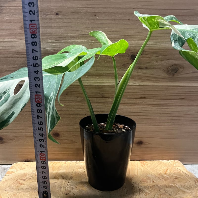 モンステラ斑入り　ボルシギアナホワイトタイガー　2鉢セット 斑入りモンステラ☆ボルシギアナ☆ホワイトタイガー 鉢セット