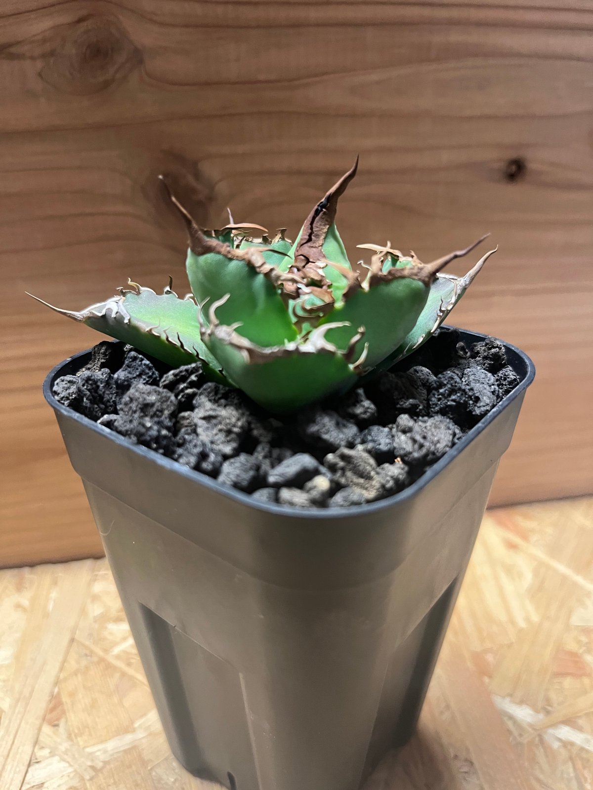 アガベ ノーネーム　コンパクト アガベ ノーネーム Agave no name | Sunny Branch