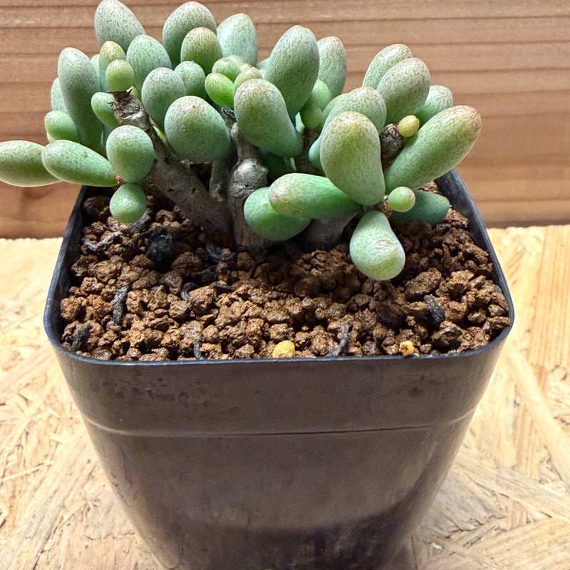 チレコドン シヌス-アレキサンドラ | GREEN LUCK