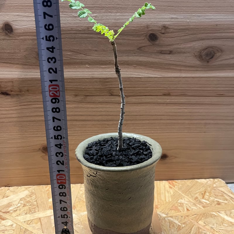 ボスウェリア サクラ ボスウェリア サクラ (実生苗)「 Boswellia Sacra」4/12-279 | SH