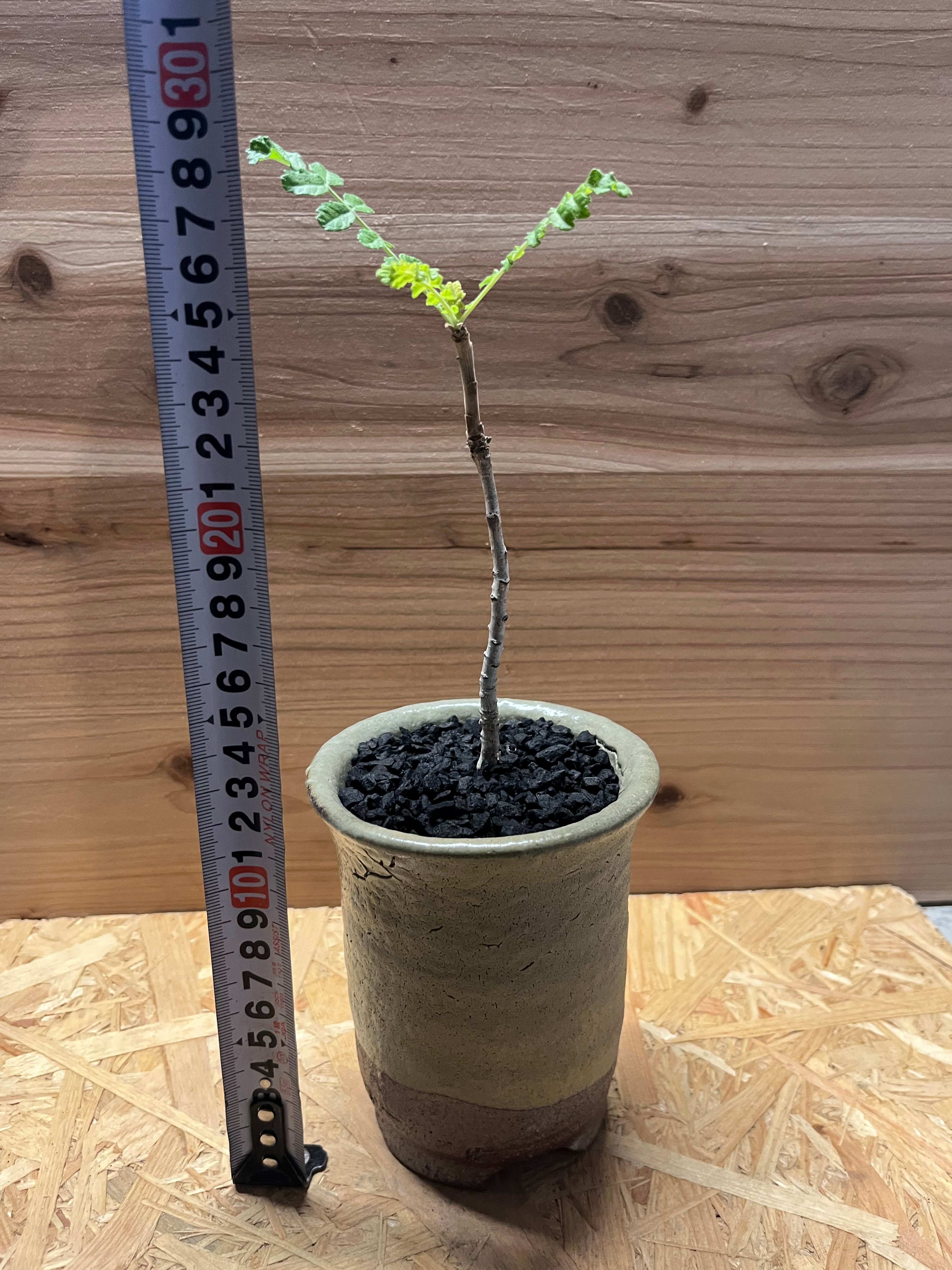 ボスウェリア　サクラ　実生　鉢付き62B01 ボスウェリア サクラ×伝市鉢 穴窯 | GREEN LUCK