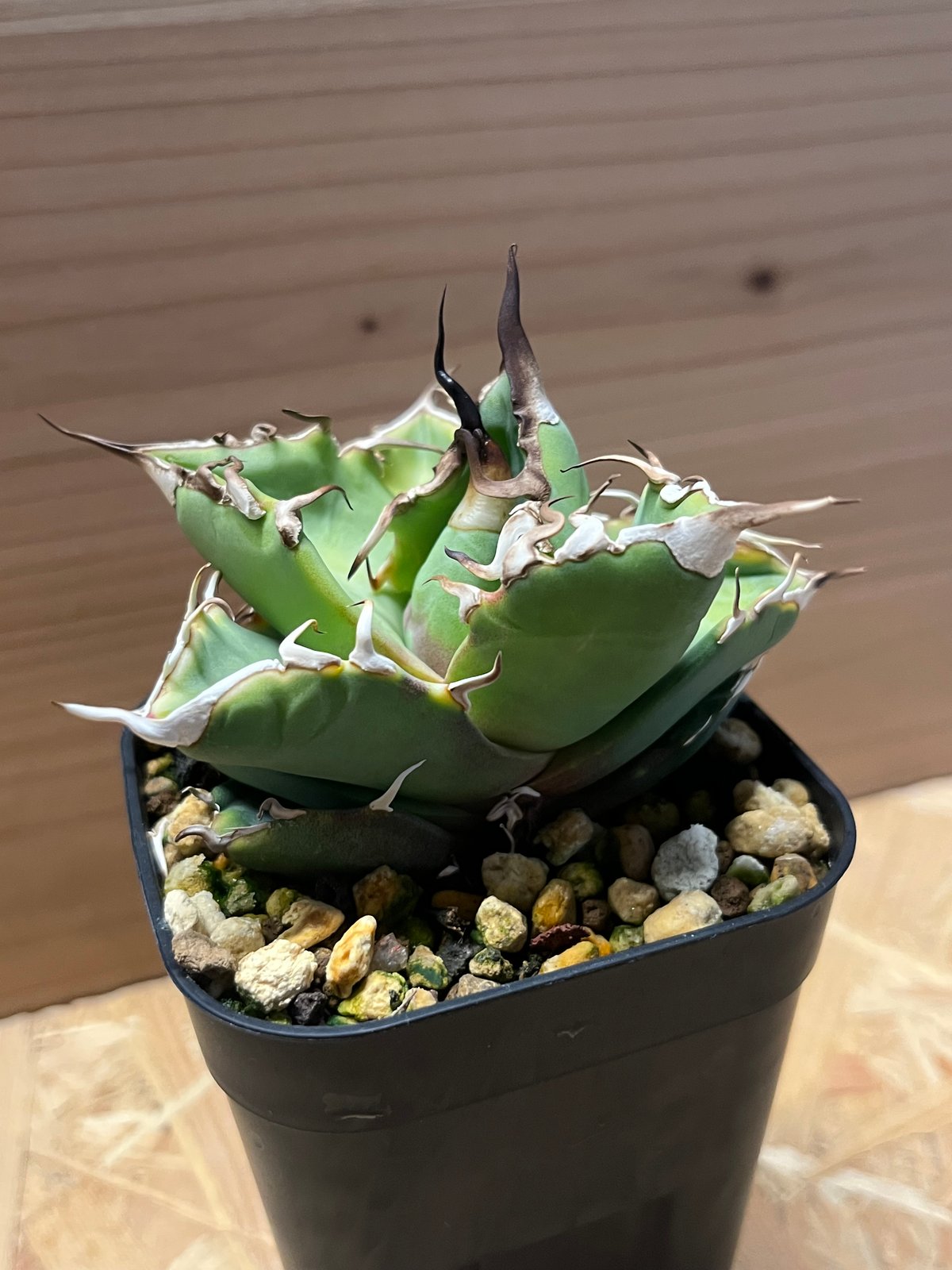 アガベ チタノタ タイガー | GREEN LUCK