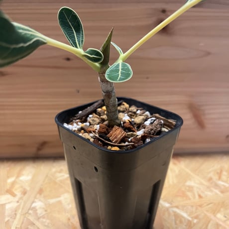 フィカス　クリシュナボダイジュ
