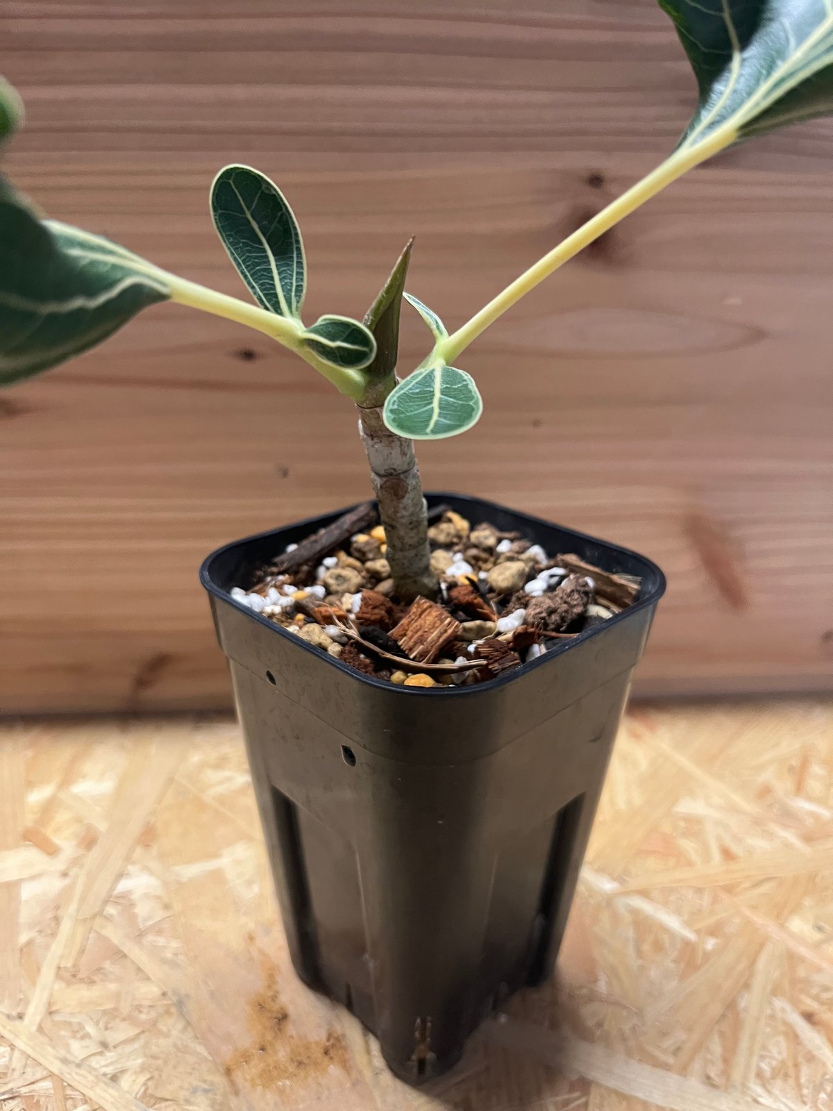 フィカス ⭐︎ベンガレンシス⭐︎クリシュナ菩提樹 フィカス クリシュナボダイジュ | GREEN LUCK