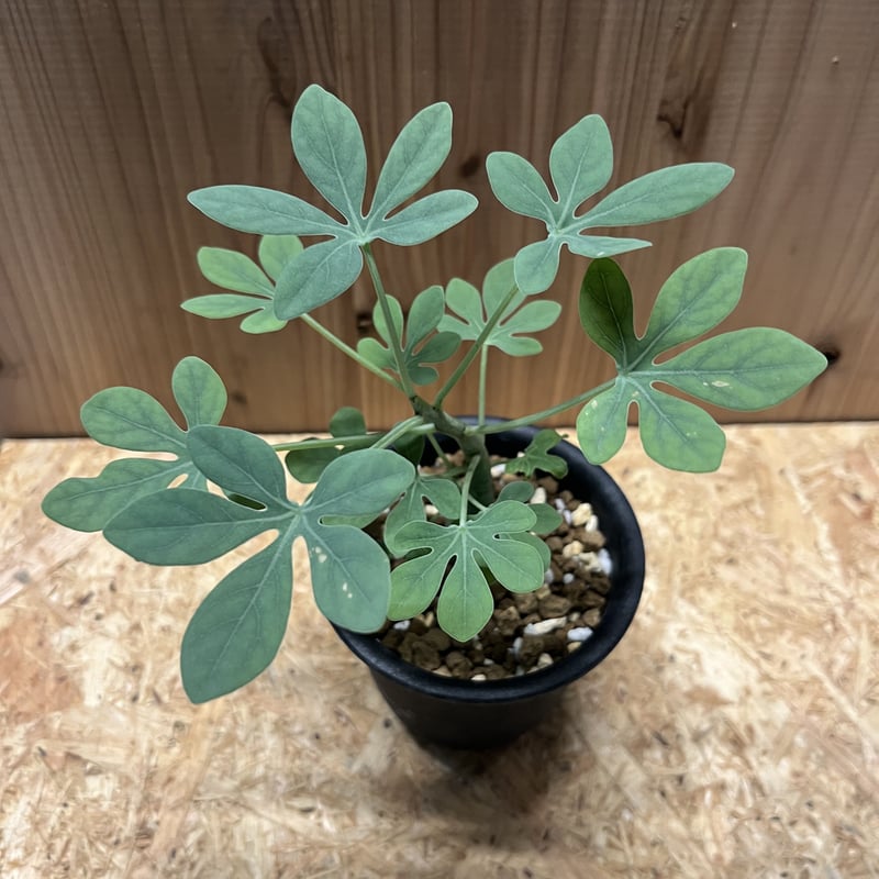 アデニア グラウカ | GREEN LUCK