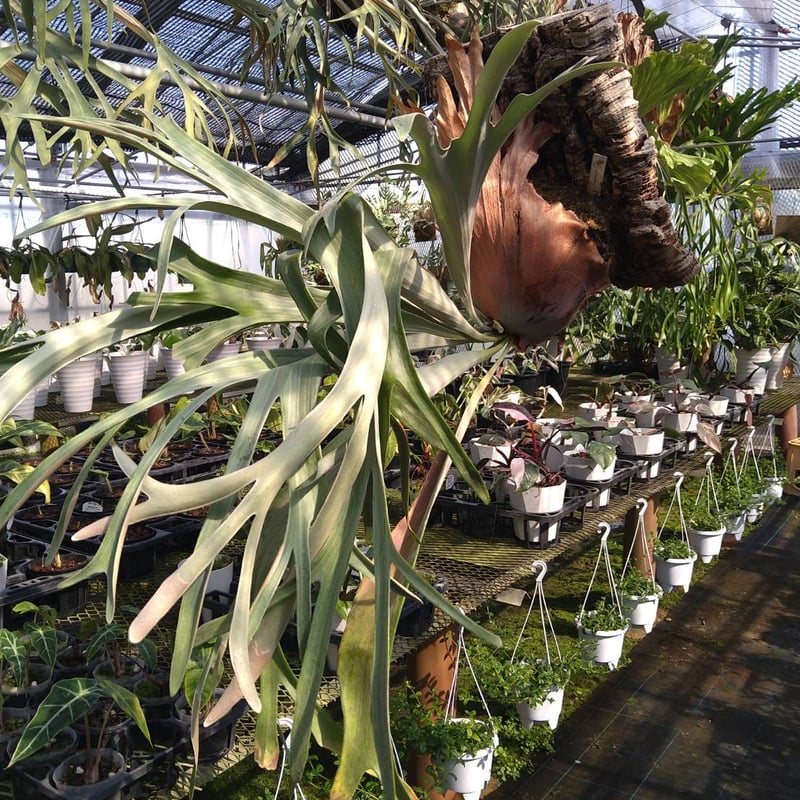 ビカクシダ スノーホワイト | GREEN LUCK