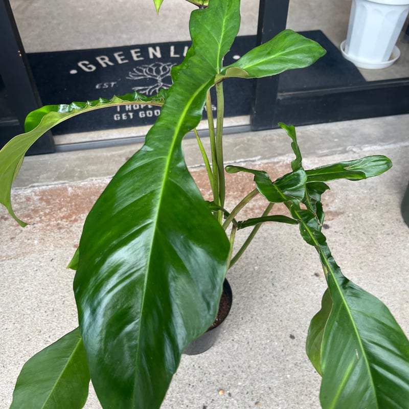 フィロデンドロン ジョーピー （ムーネニー） | GREEN LUCK
